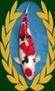 InterKoi ´95
