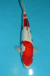 HH3605IS