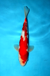 HH4248
