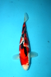 HH4311